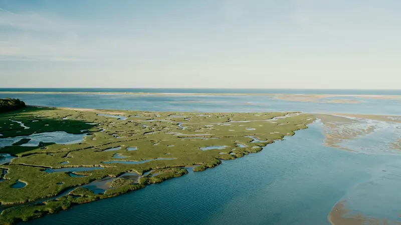 Aerial view of salt marsh channels at low tide